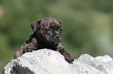 STAFFIE 099